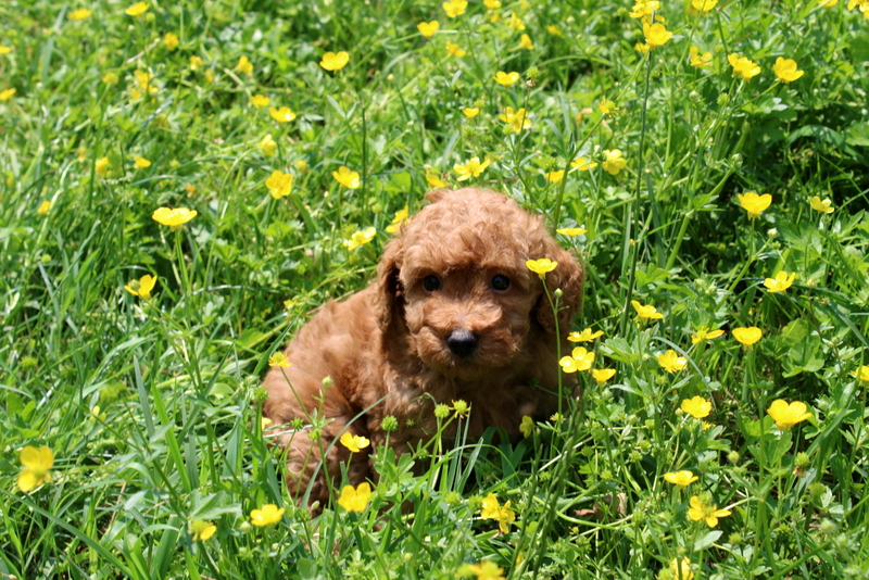 puppy, for, sale, Mini Poodle, Matthew B. Stoltzfus, dog, breeder, Gap, PA, dog-breeder, puppy-for-sale, forsale, nearby, find, puppyfind, locator, puppylocator, aca
